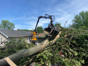 removing storm damaged tree