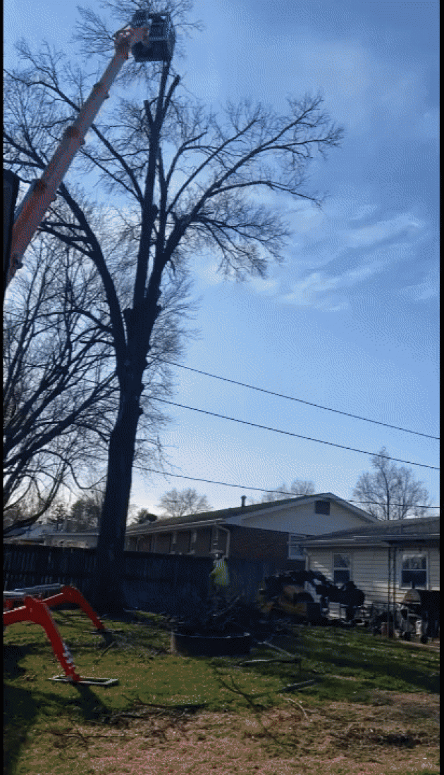 tree removal gif